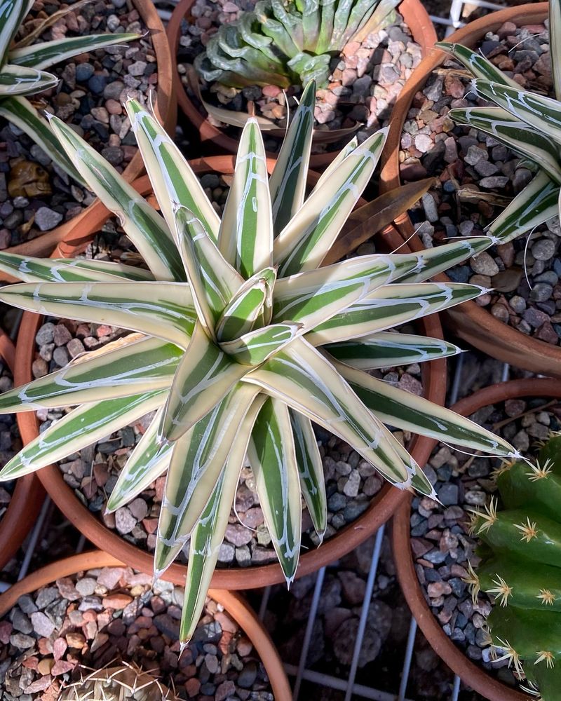 Agave Victoriae-Reginae