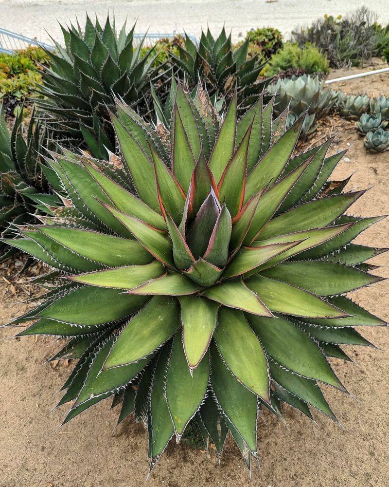 Agave