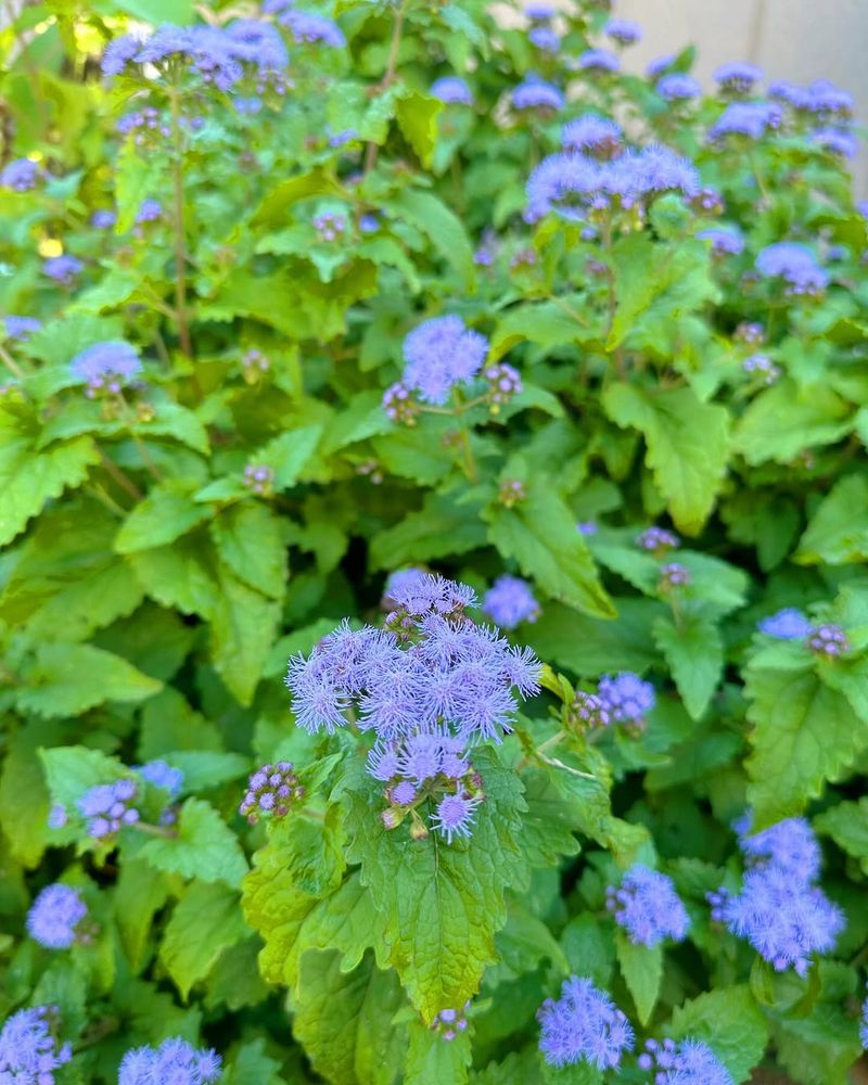 Ageratum