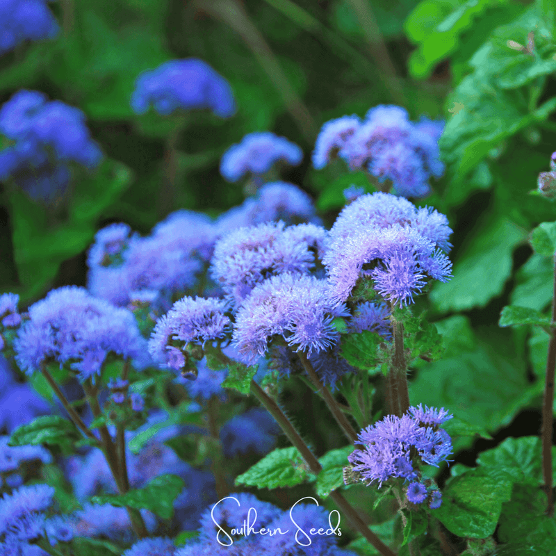 Ageratum