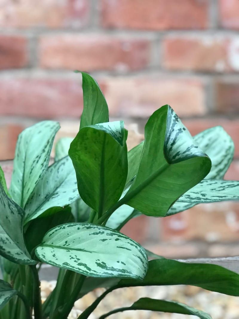 Aglaonema