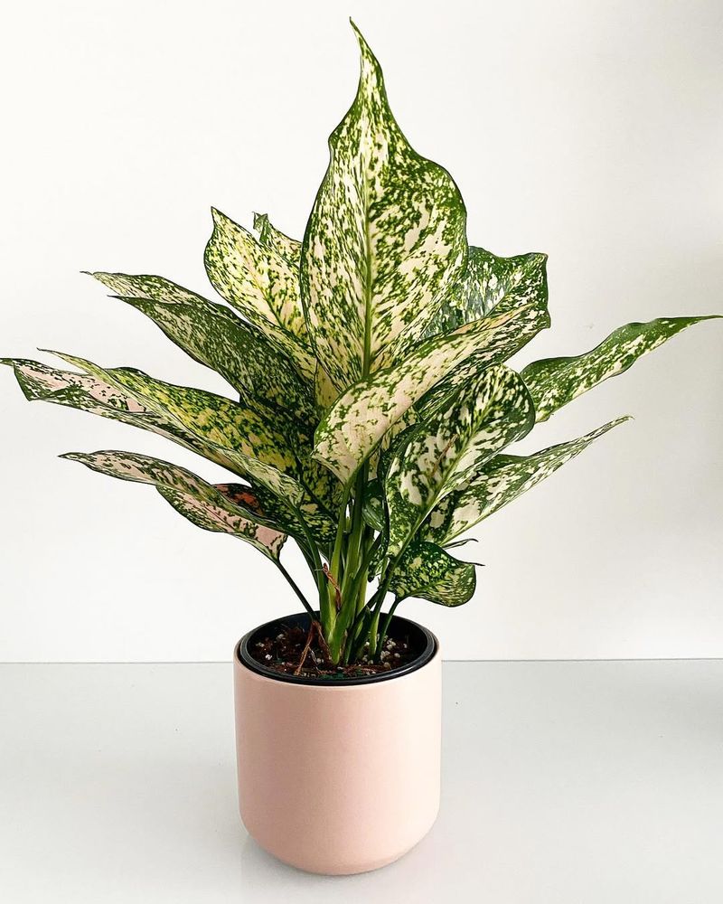 Aglaonema