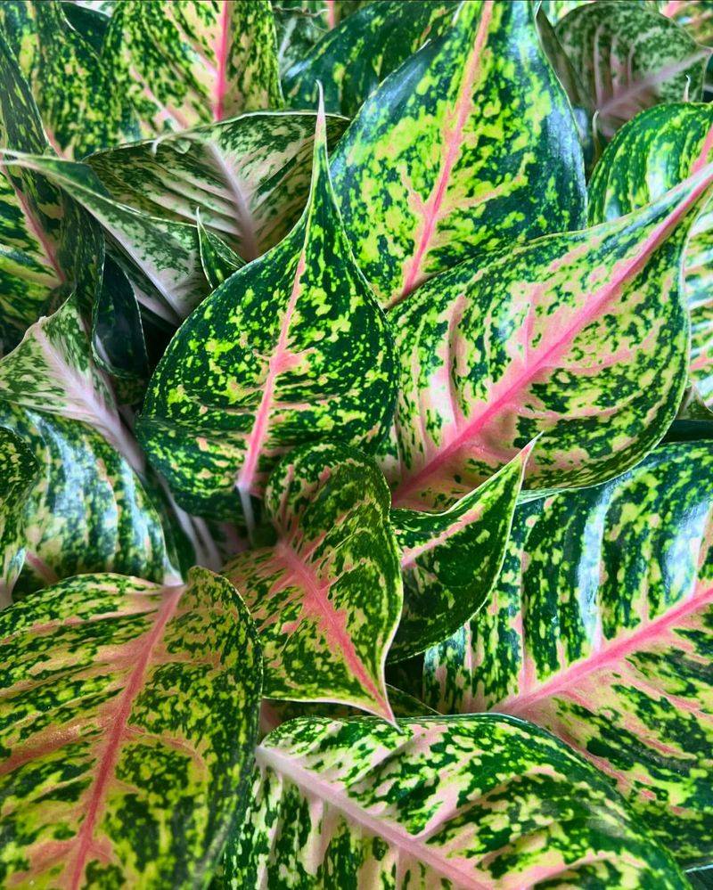 Aglaonema