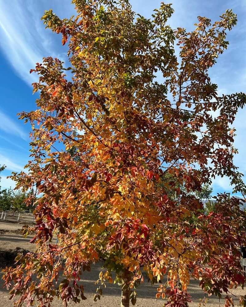 Boxelder Tree