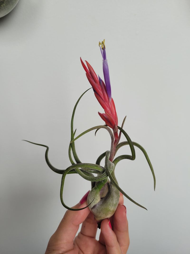 Air Plant