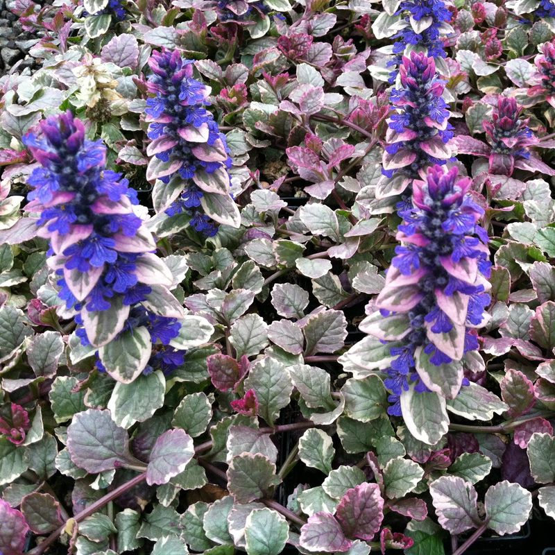 Ajuga