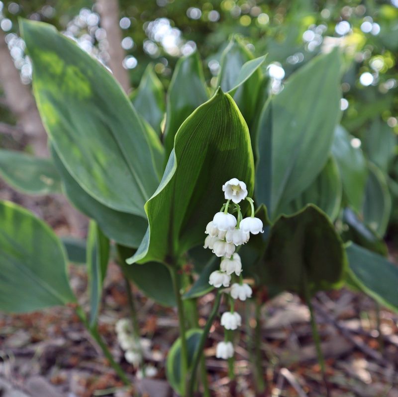 Lily Of The Valley