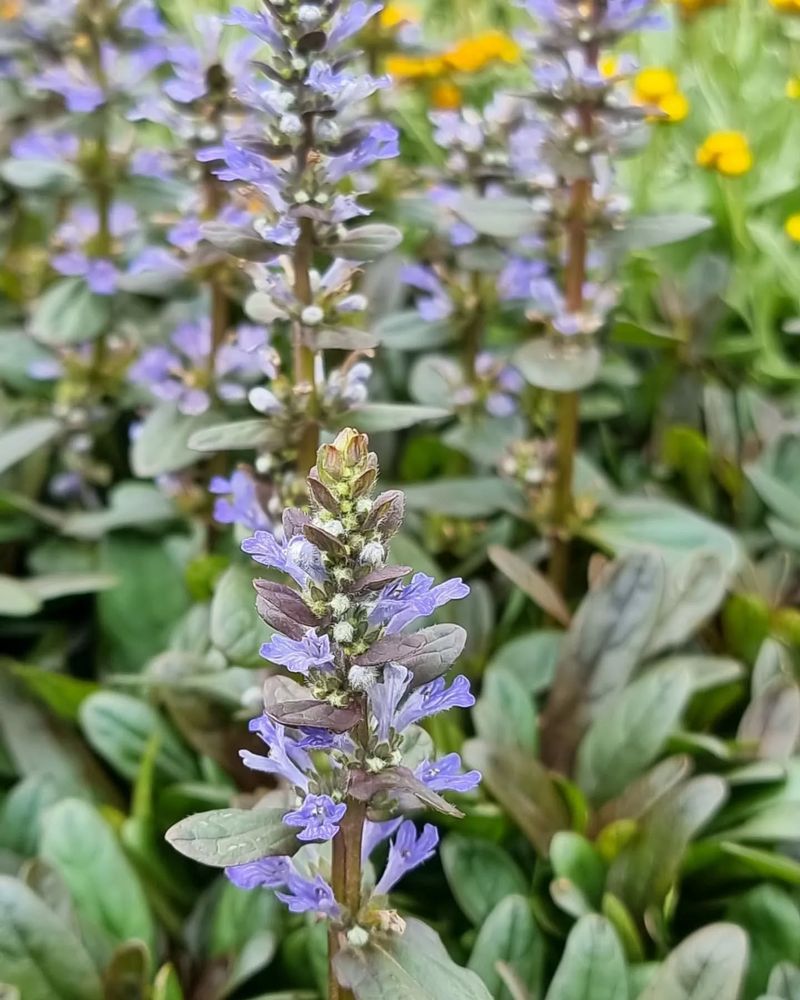 Ajuga (Ajuga reptans)