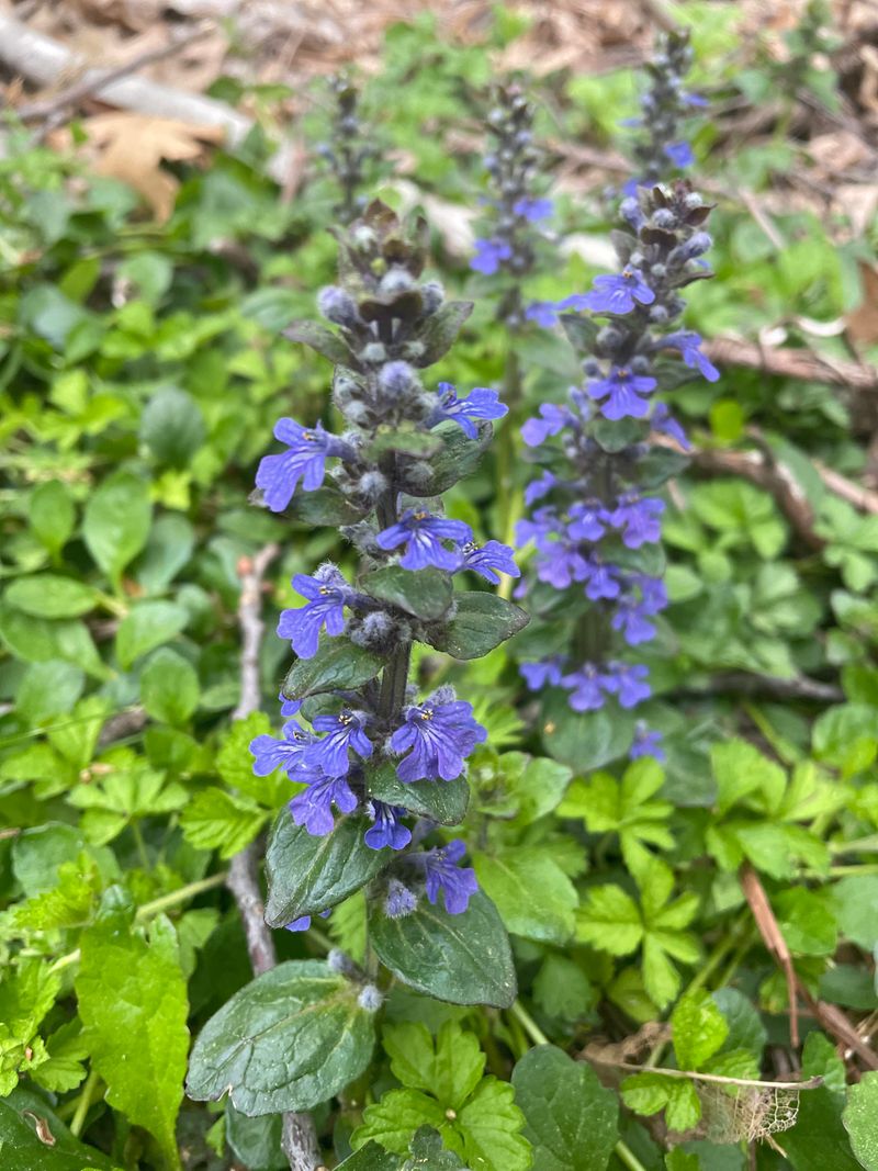 Ajuga Reptans