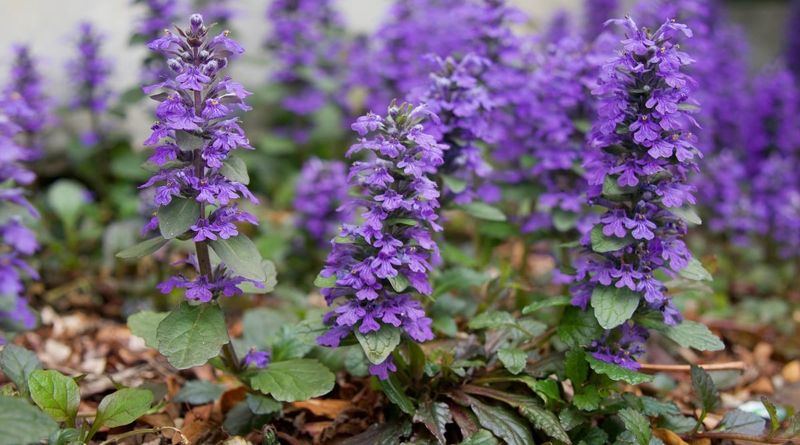 Ajuga Reptans