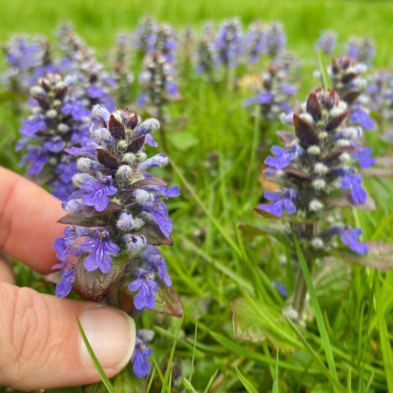 Ajuga