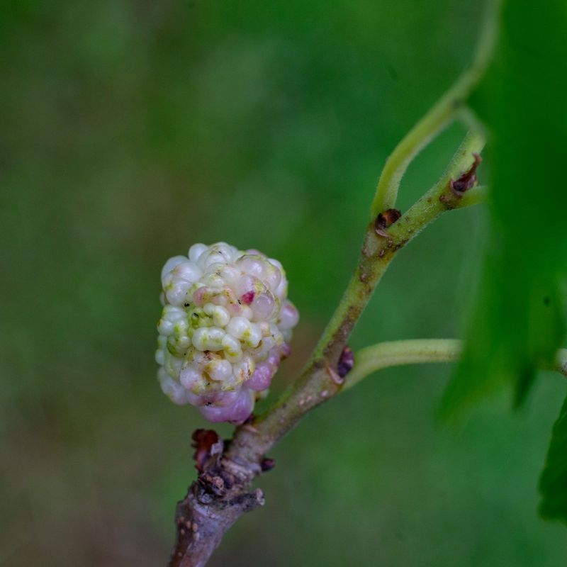 White Mulberry