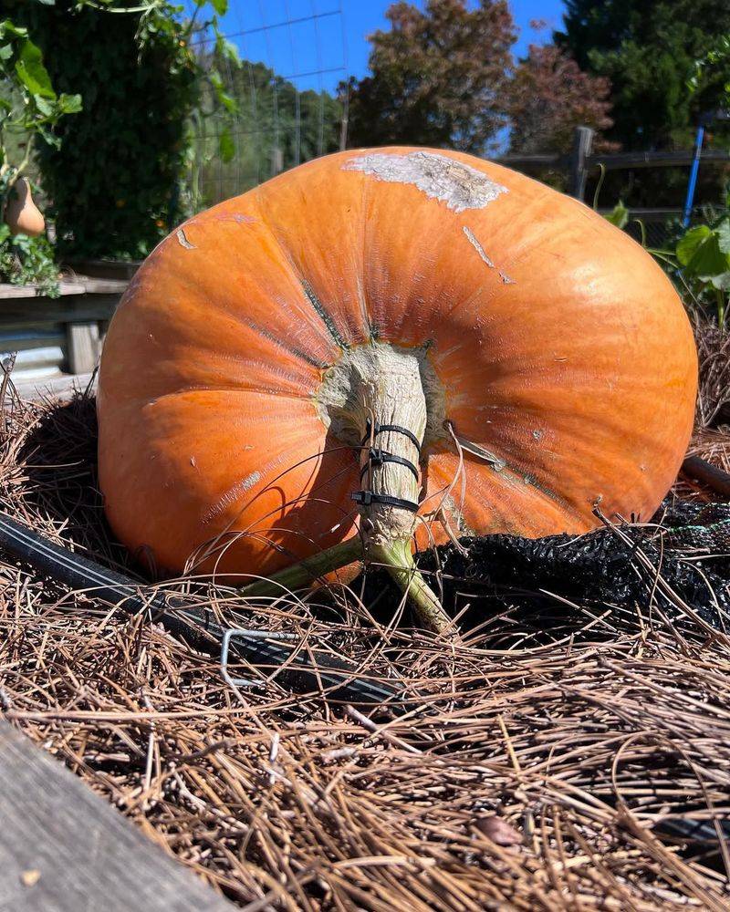 Alabama's Giant Pumpkin