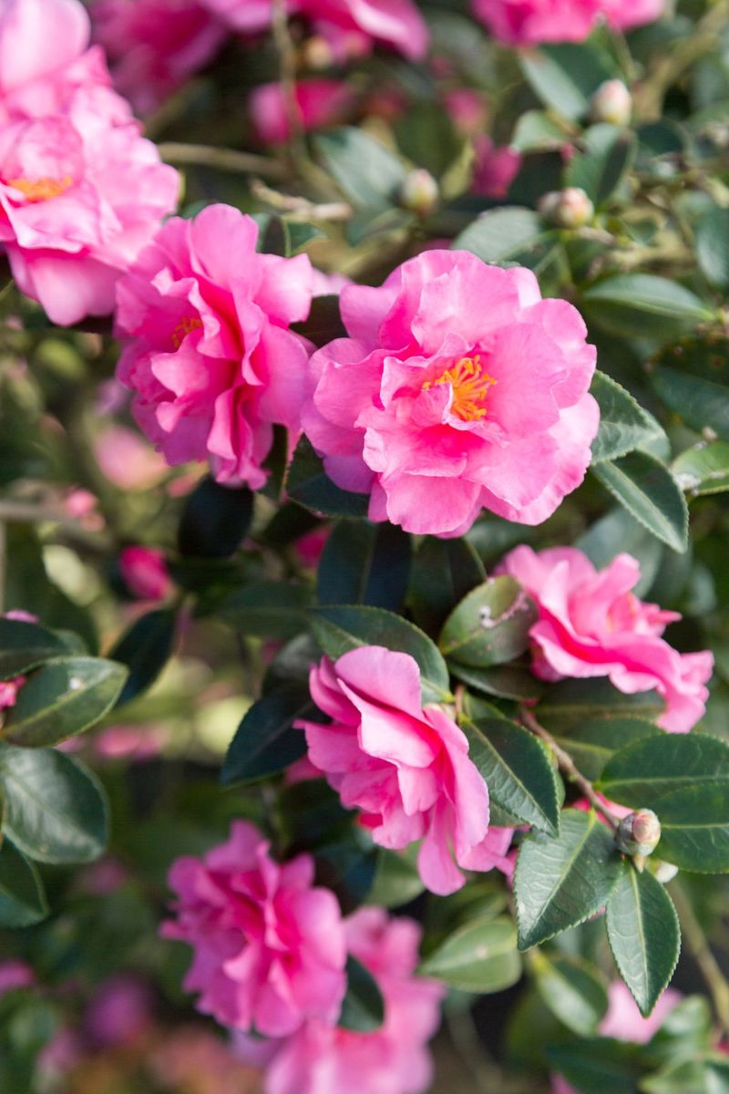 Alabama Camellia