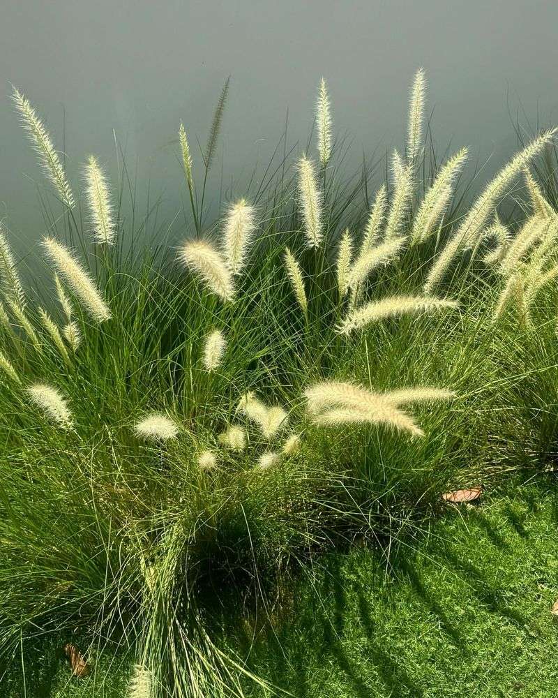 Alabama: Cogongrass