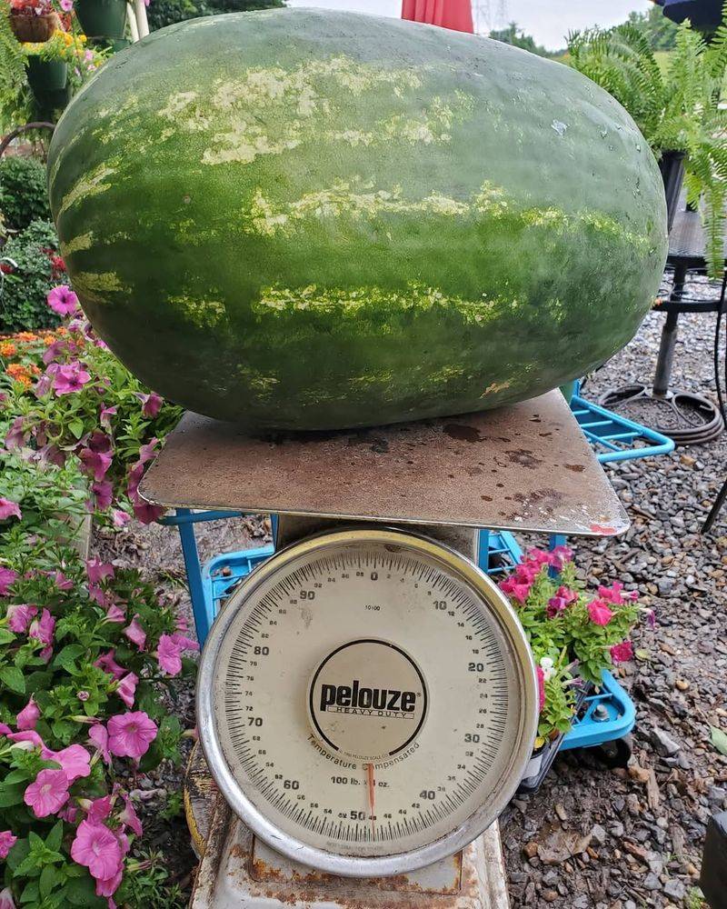 Alabama - Largest Watermelon