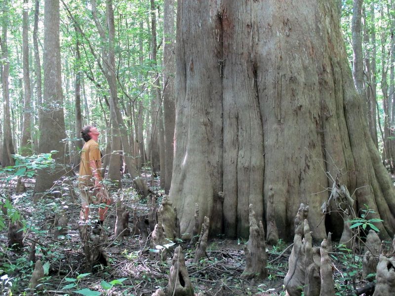 Alabama's Giant