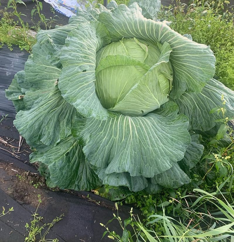 Alaska's Enormous Cabbage