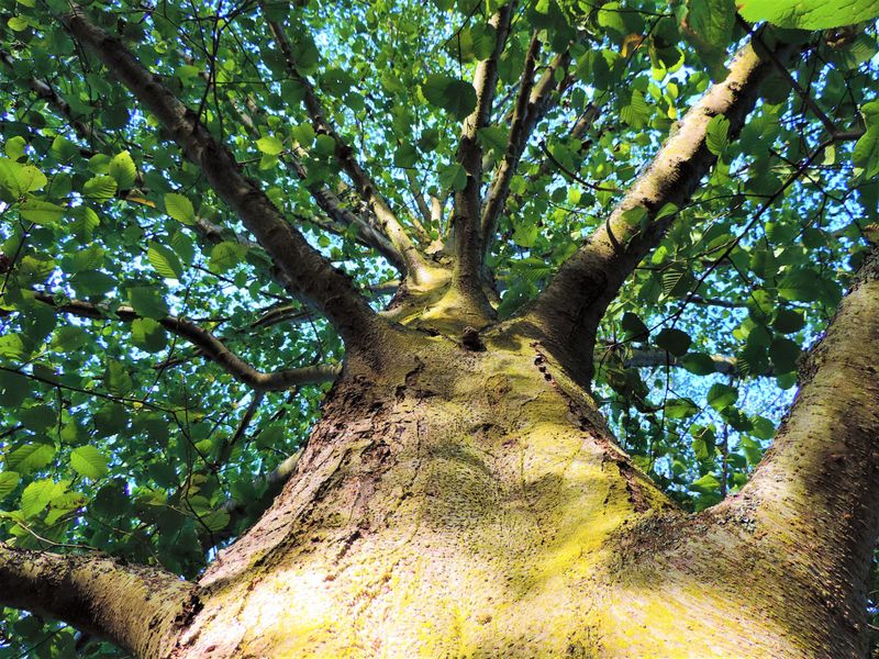 Alder Tree