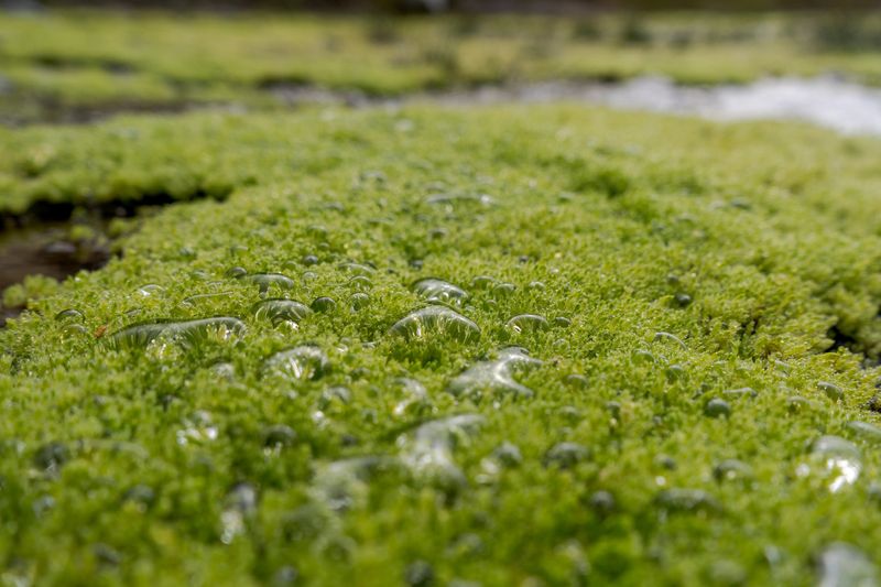 Algae as a Fertilizer