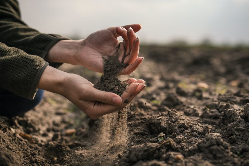 Alkaline Soil Tolerance