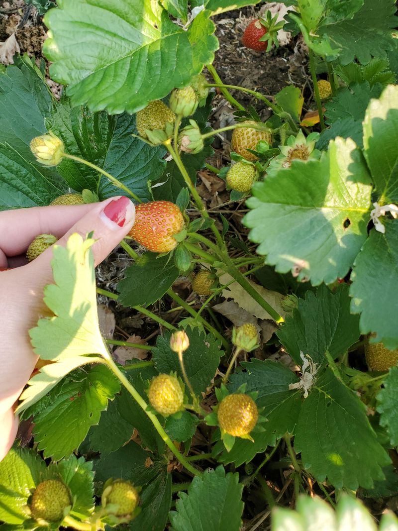 All Strawberry Plants Bear Fruit