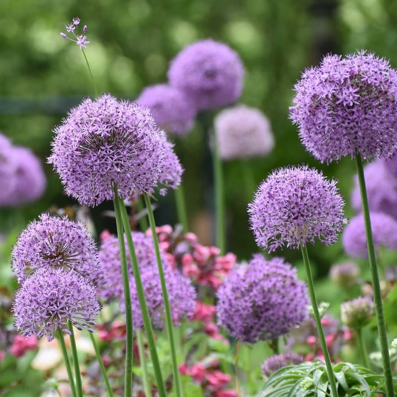 Allium