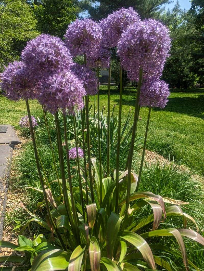 Allium