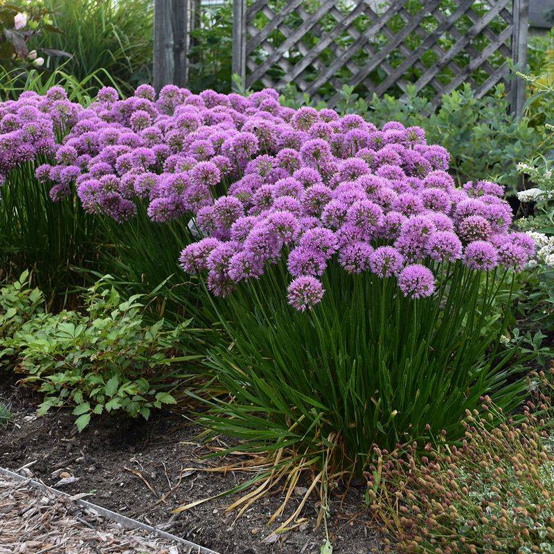 Allium