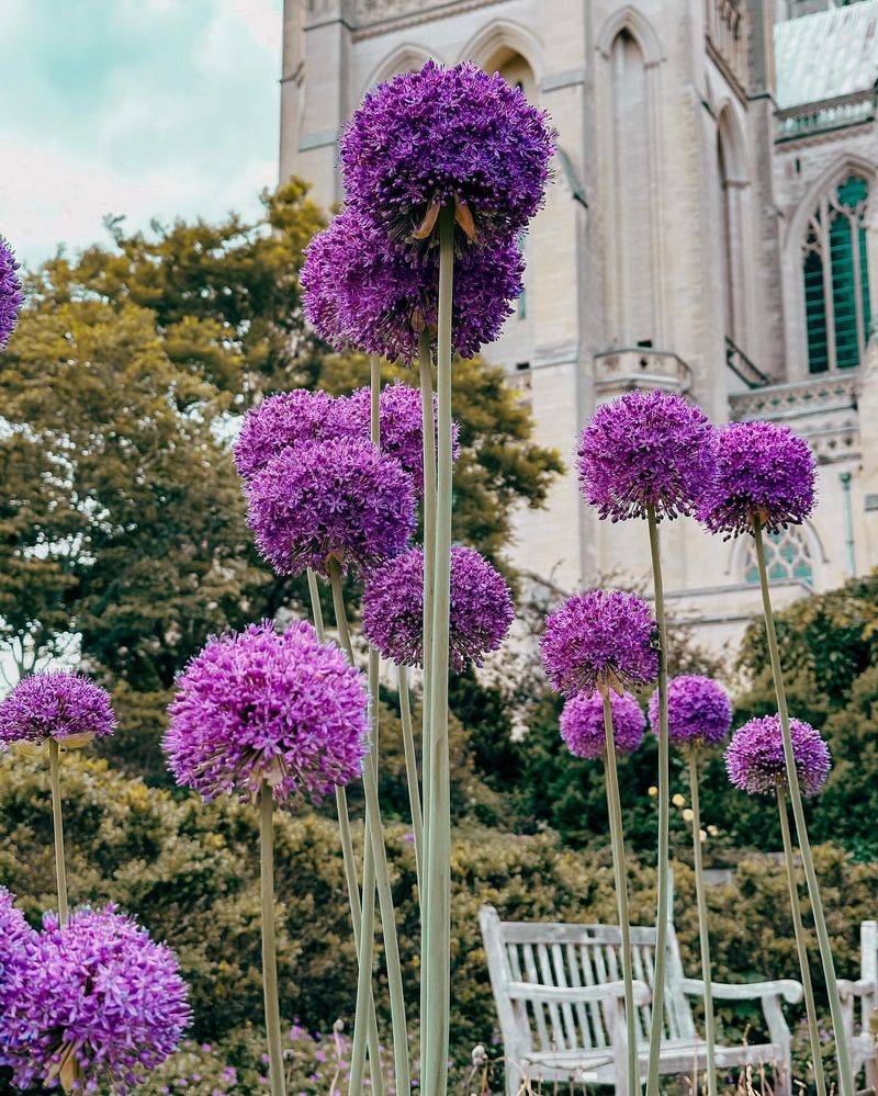 Allium (Allium giganteum)