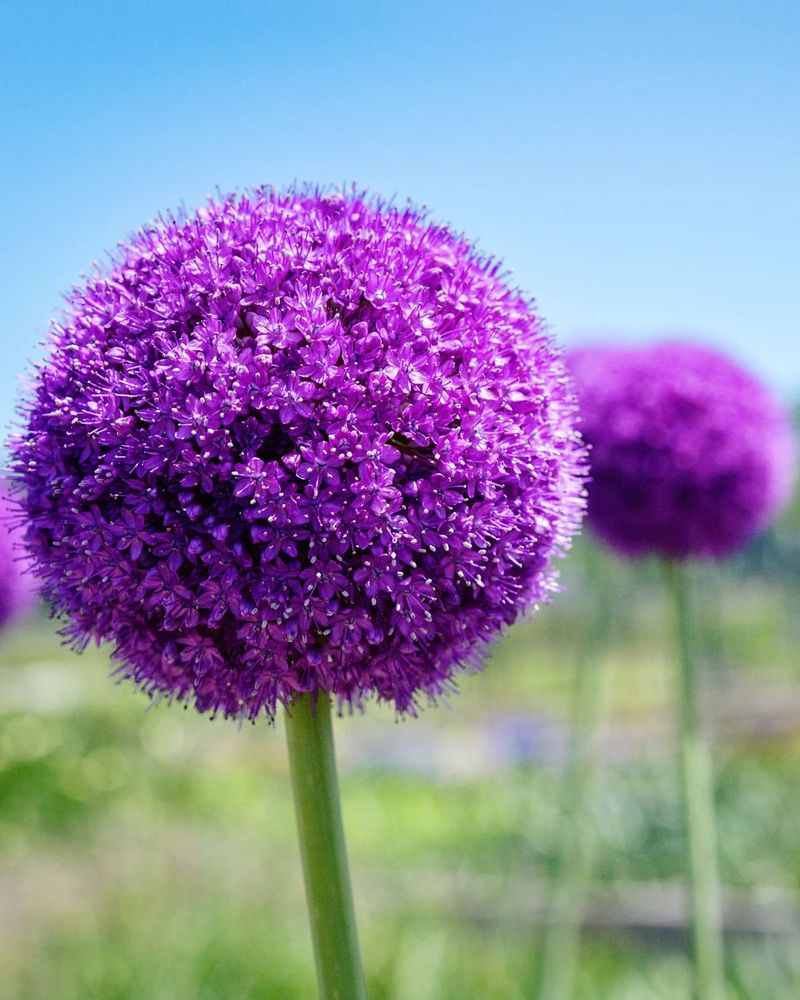 Allium (Allium giganteum)