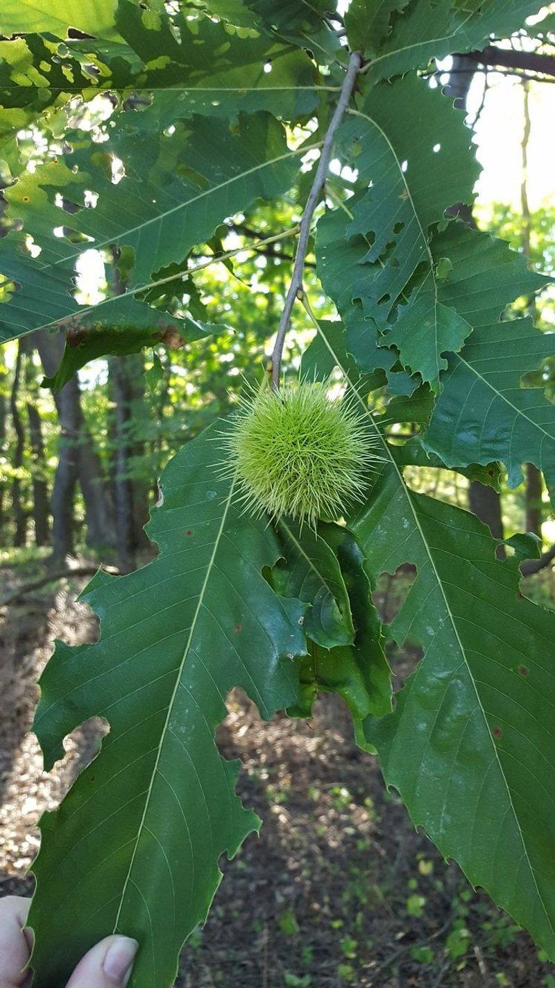 Chestnut Tree