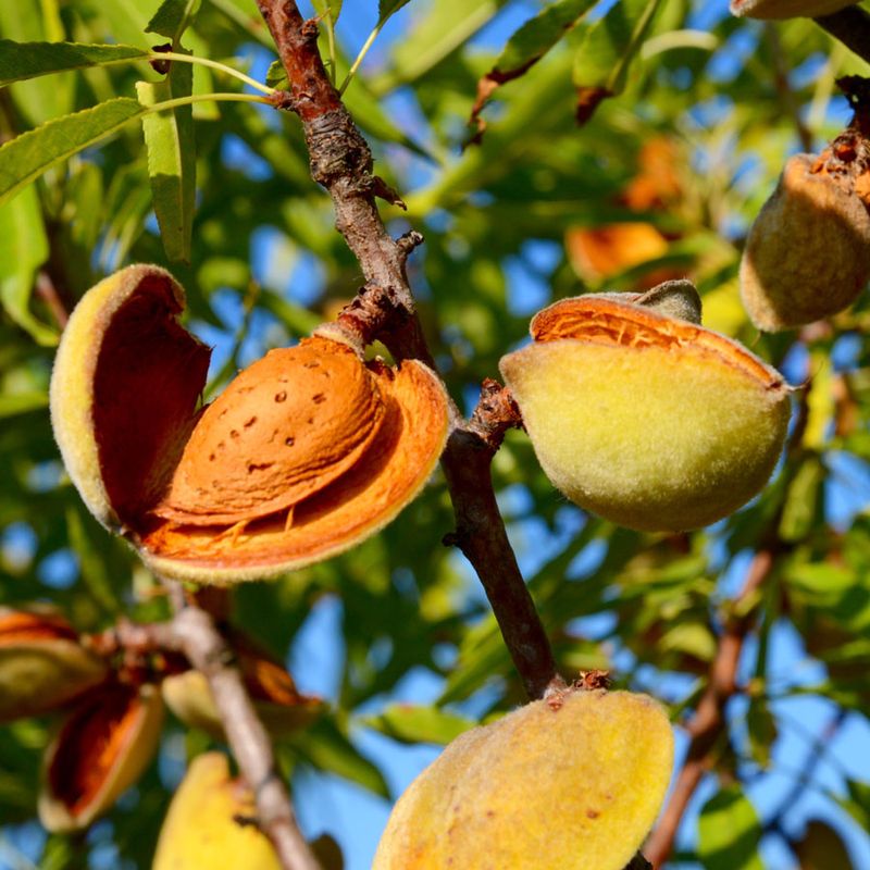 Almond Tree