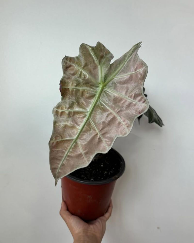 Alocasia Polly