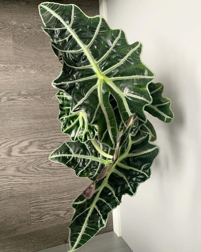 Alocasia Polly