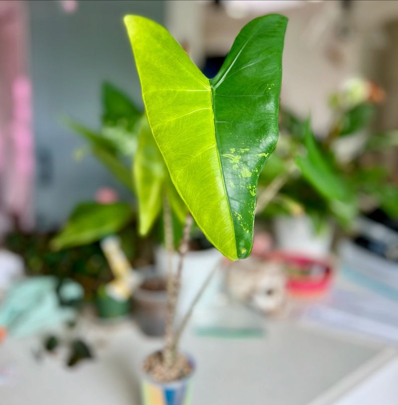 Alocasia Zebrina