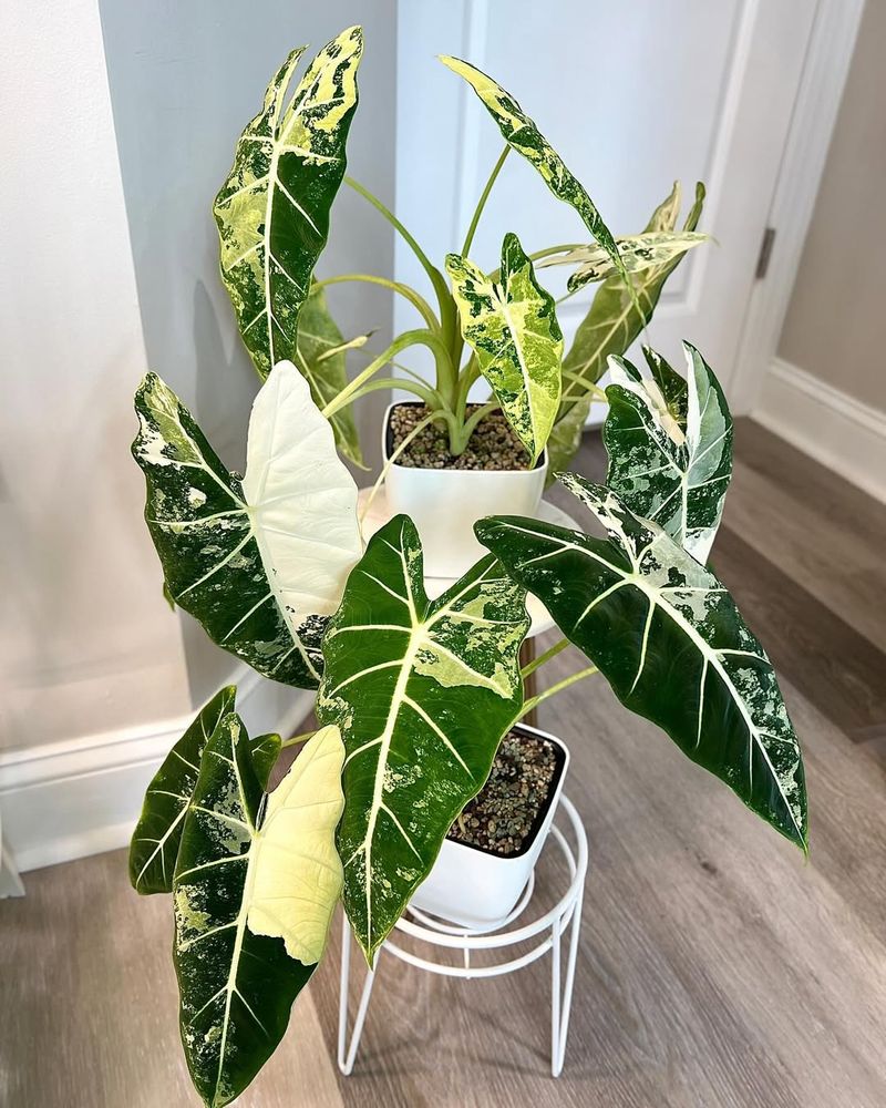 Alocasia