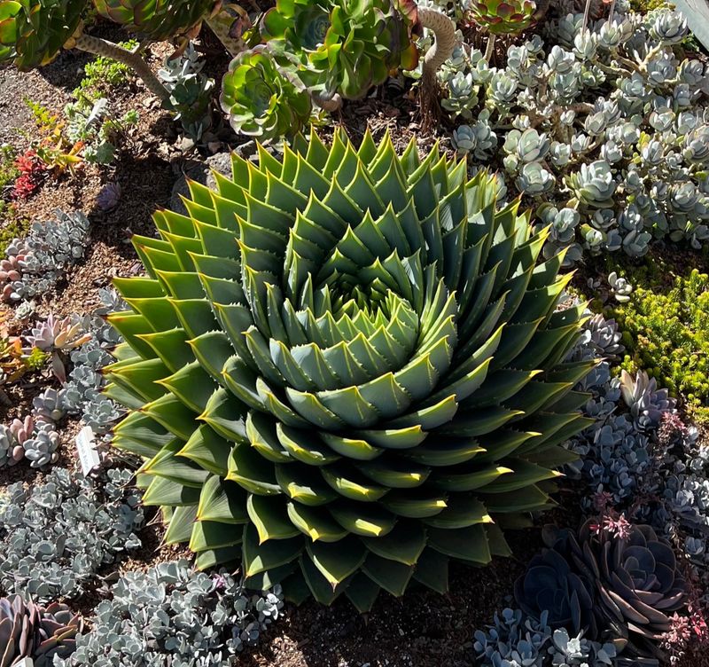 Aloe Polyphylla