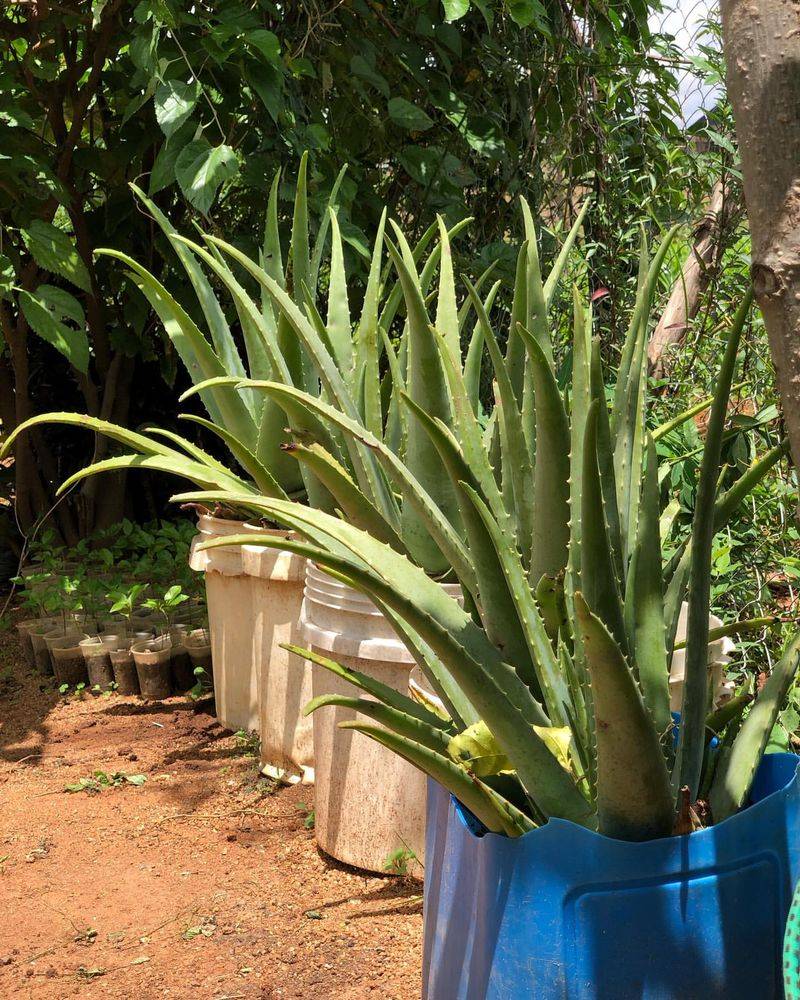 Aloe Vera