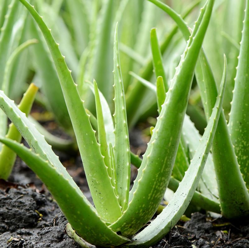 Aloe Vera