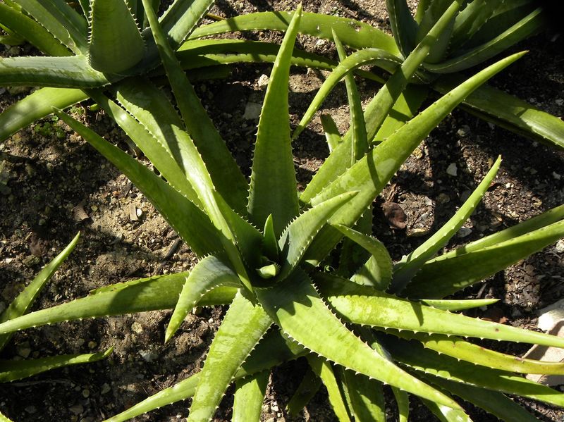 Aloe Vera