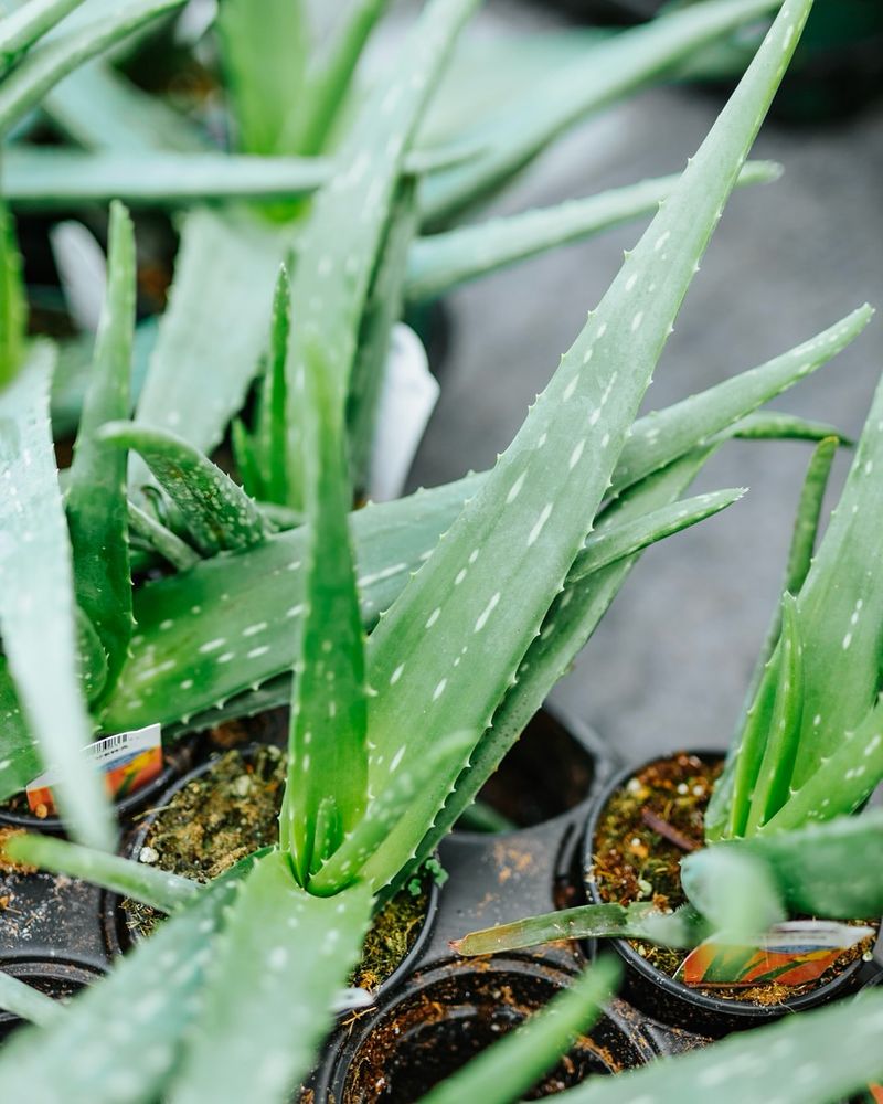 Aloe Vera