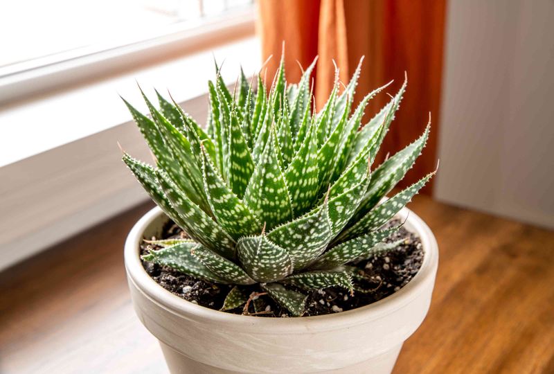 Aloe Vera