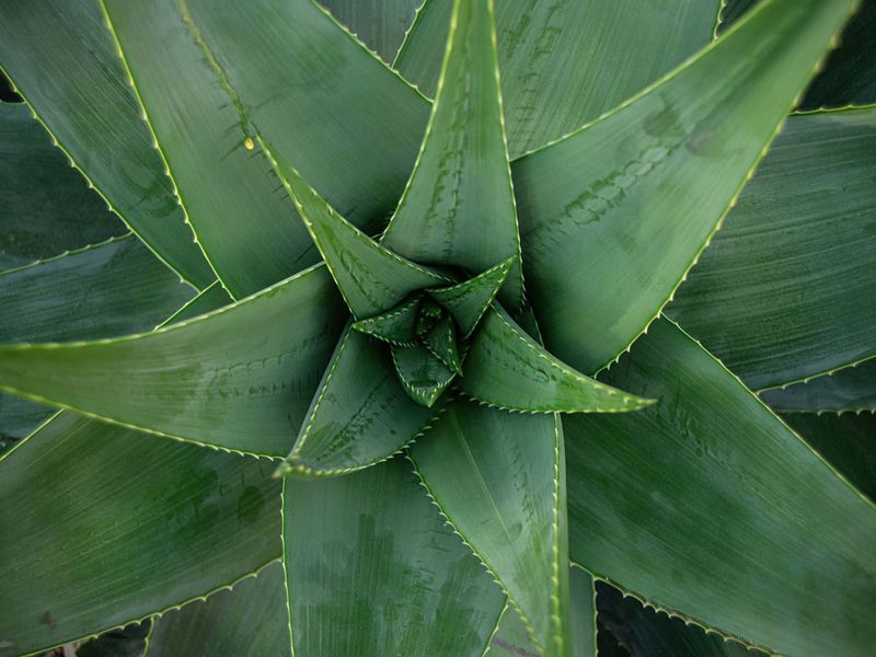 Aloe Vera