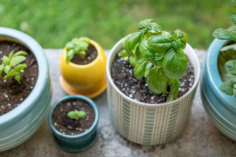 Basil (in containers)