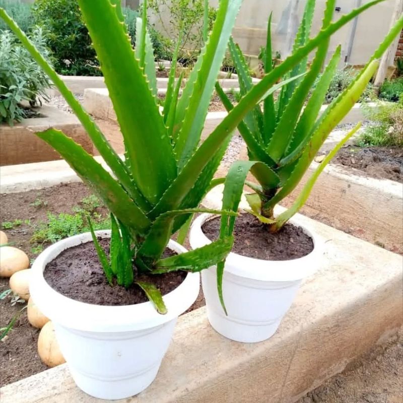 Aloe Vera