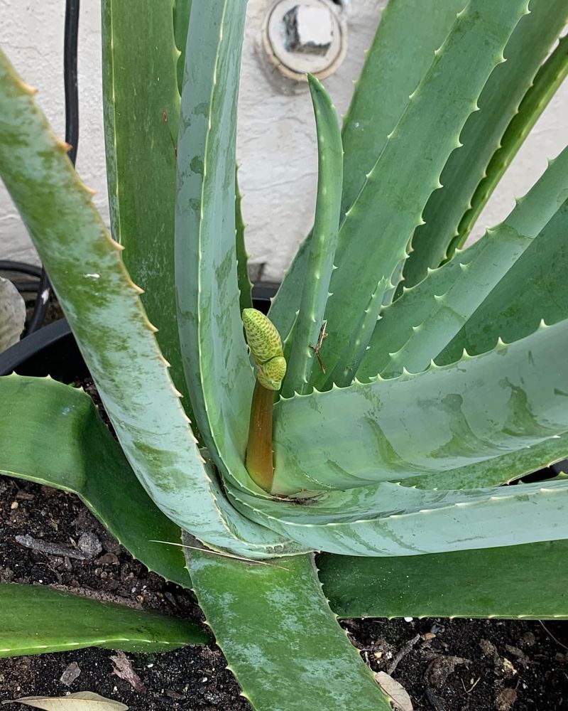 Aloe Vera