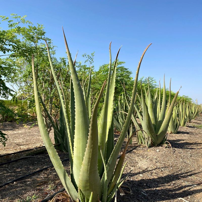 Aloe Vera