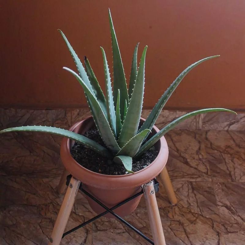 Aloe Vera