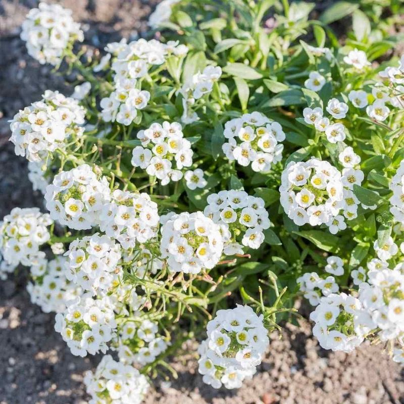 Alyssum